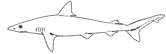 Atlantic Sharpnose shark