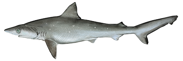 Atlantic Sharpnosed Shark