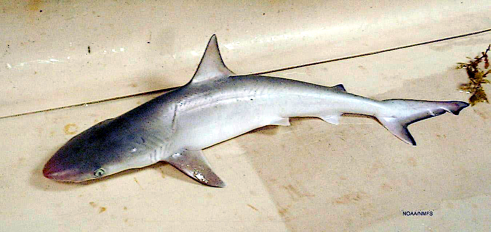 Atlantic sharpnose shark  Rhizoprionodon terraenovae