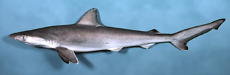 Atlantic sharpnose shark photo