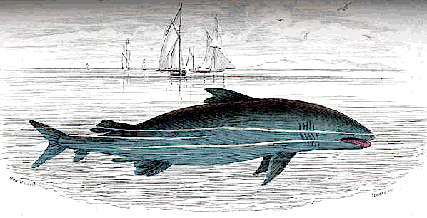 Basking Shark 2
