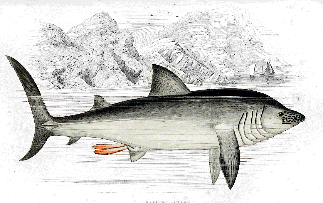 Basking Shark  Cetorhinus maximus