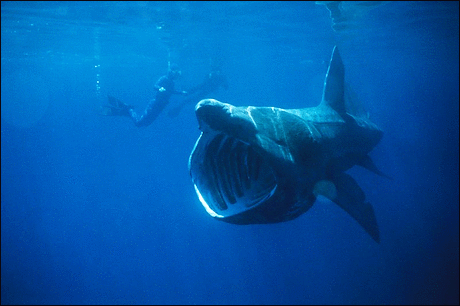 Basking Shark eats plankton