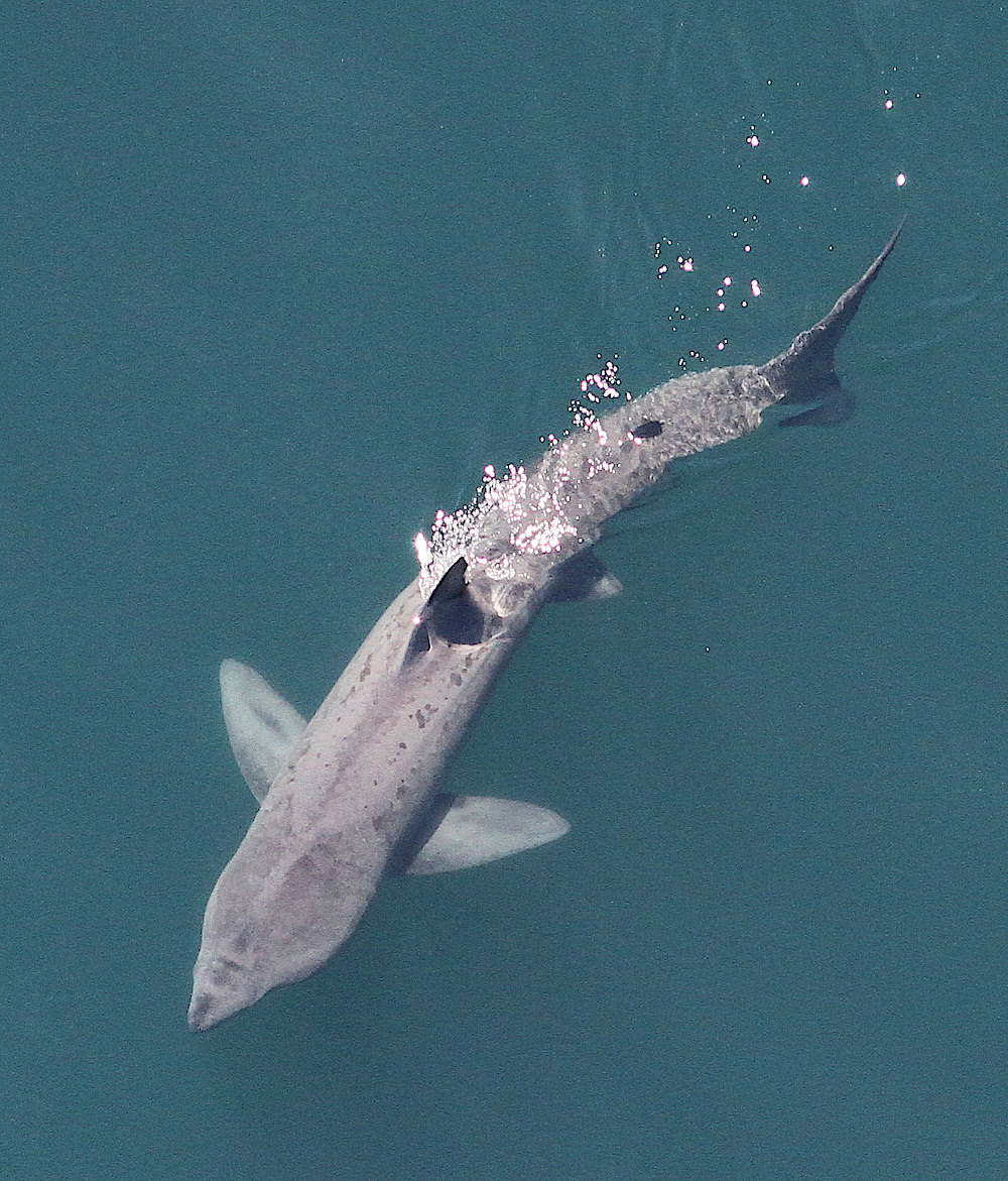basking shark from above