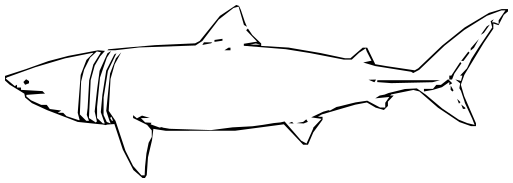 basking shark lineart