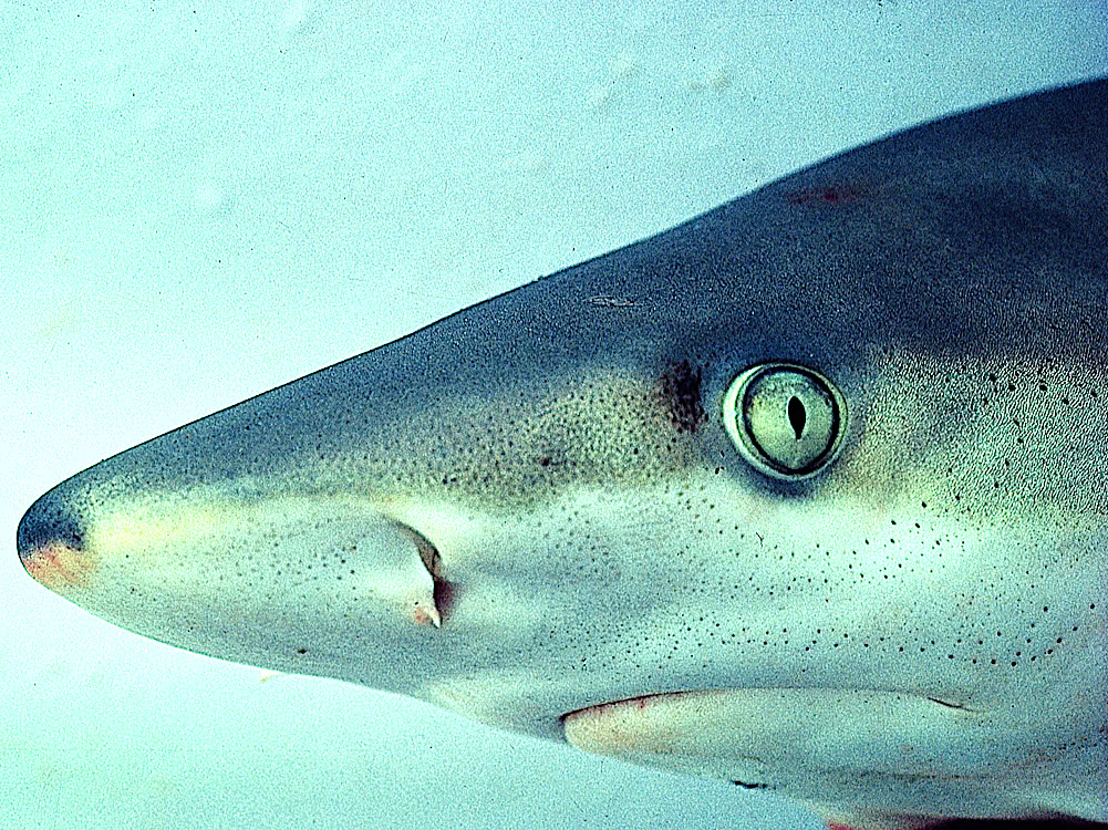 Blacknose shark closeup