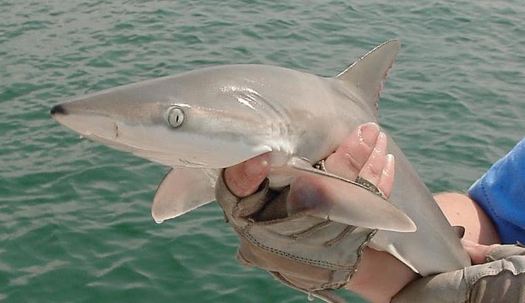 Blacknose shark photo