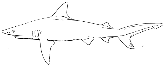 Blacktip Shark