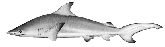 Blacktip shark  Carcharias limbatus BW