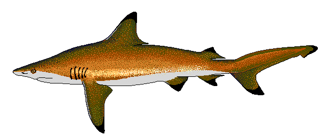 Carcharhinus limbatus  Blacktip shark