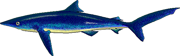 Blue shark 2