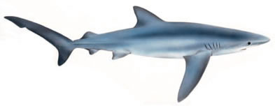 Blue shark  Prionace glauca