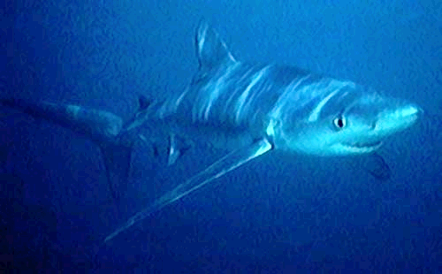 Blue shark  Prionace glauca  photo