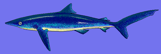 Blue shark blue BG