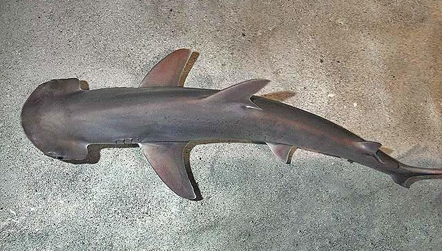 Bonnethead shark  Sphyrna tiburo