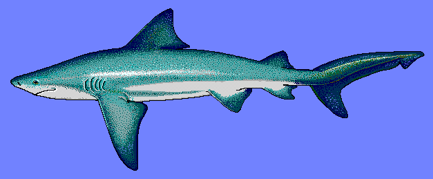 Bull shark  Carcharhinus leucas blue BG