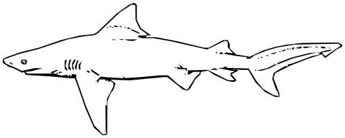 bull shark outline