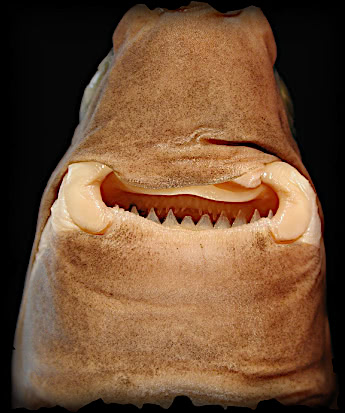 Cookiecutter shark mouth
