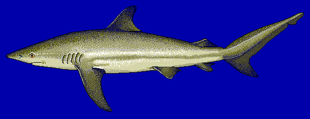 Dusky shark  Carcharhinus obscurus BG