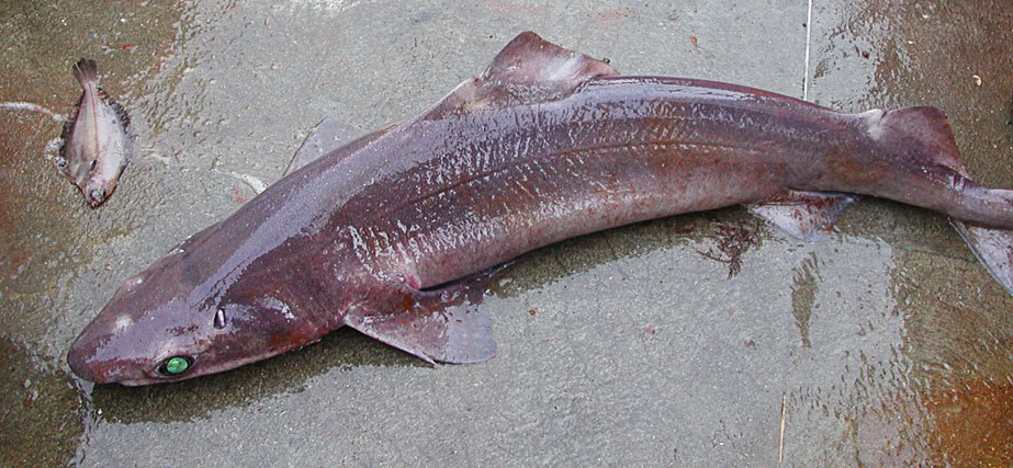 Gulper shark  Centophorus granulosus