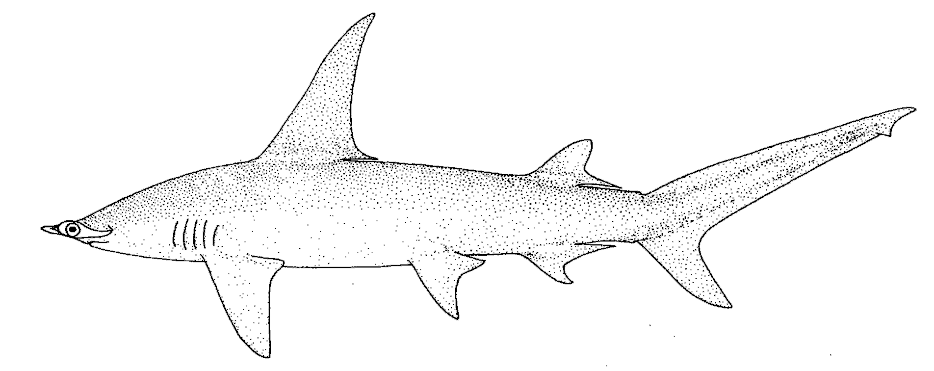 Great Hammerhead shark