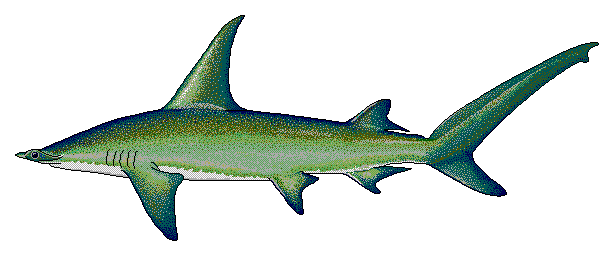 Great hammerhead shark  Sphyrna mokarran