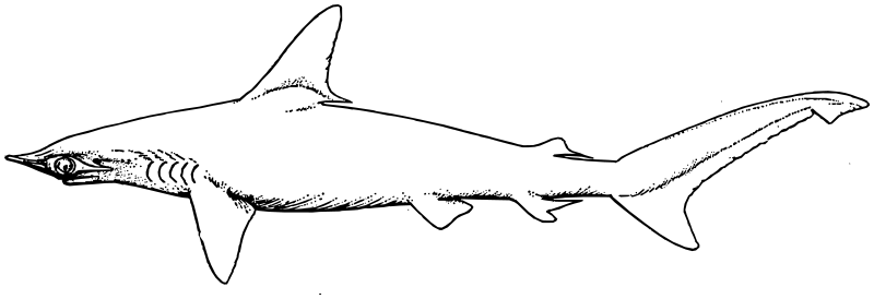 Smooth Hammerhead shark lineart