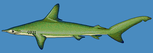 Smooth hammerhead shark   blue BG