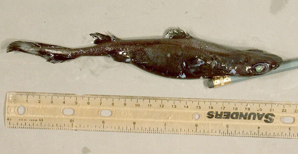 Lantern shark  Etmopterus sp