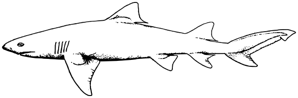 Lemon Shark lineart
