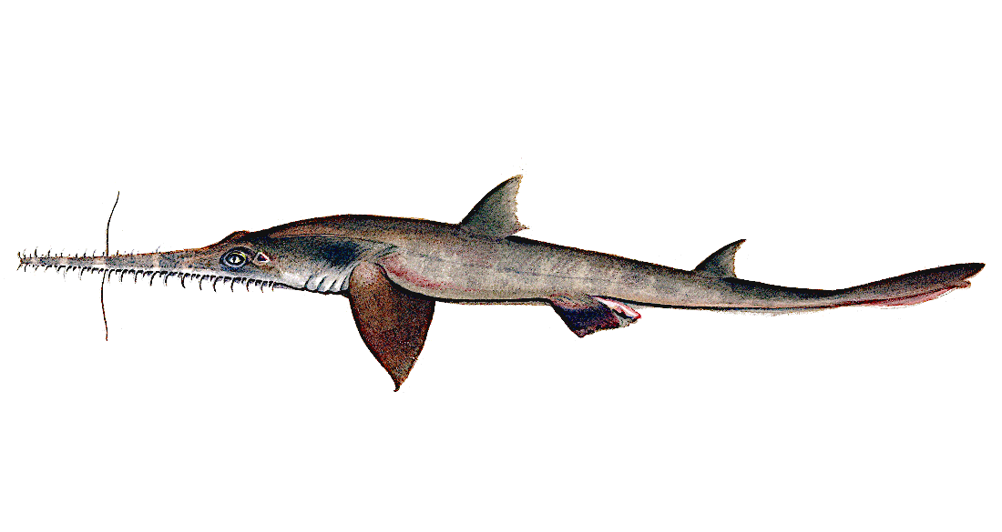 Longnose Saw shark  Pristiophorus cirratus