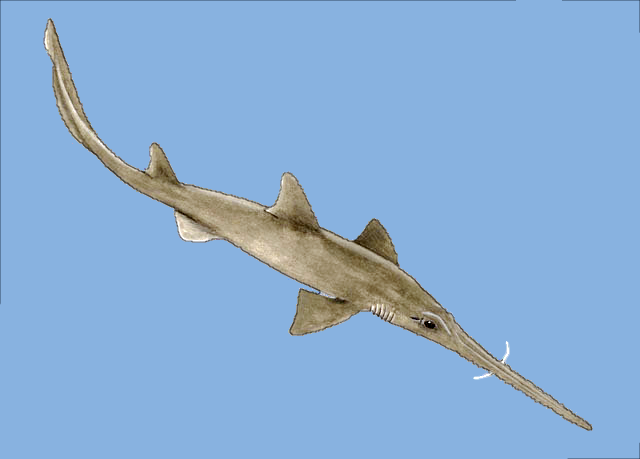 Longnose saw shark