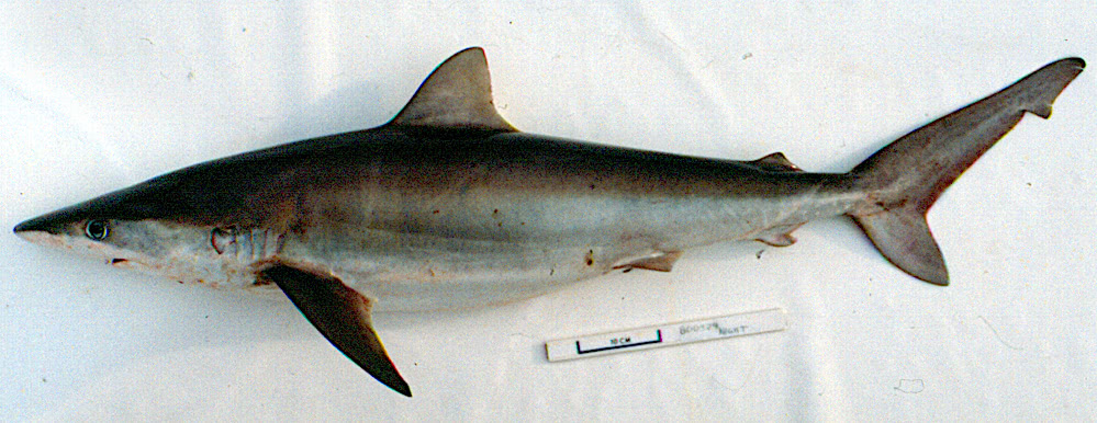 Night shark  Carcharhinus signatus