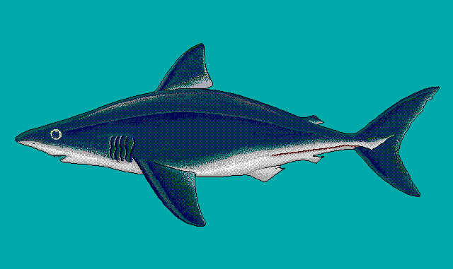 Porbeagle shark  blue BG