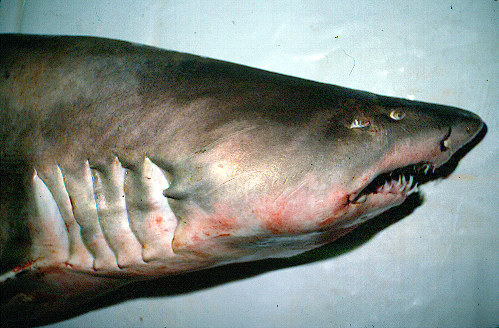 Sand Tiger Shark closeup