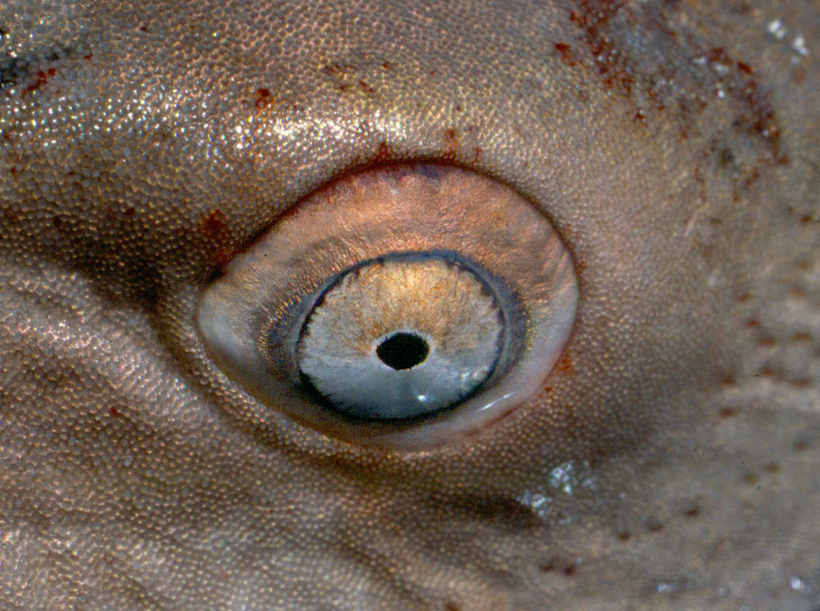 Sand Tiger Shark eye