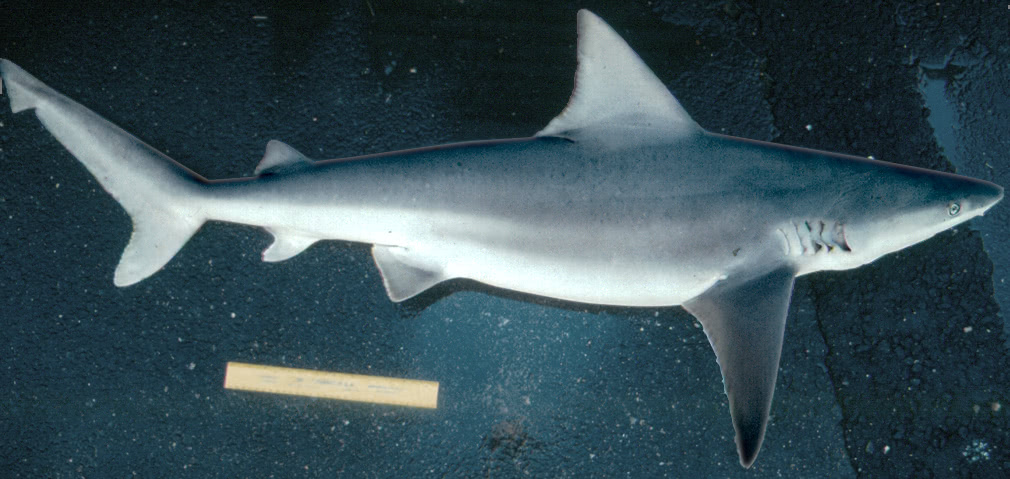 Sandbar shark photo