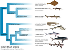 Shark_diagrams/