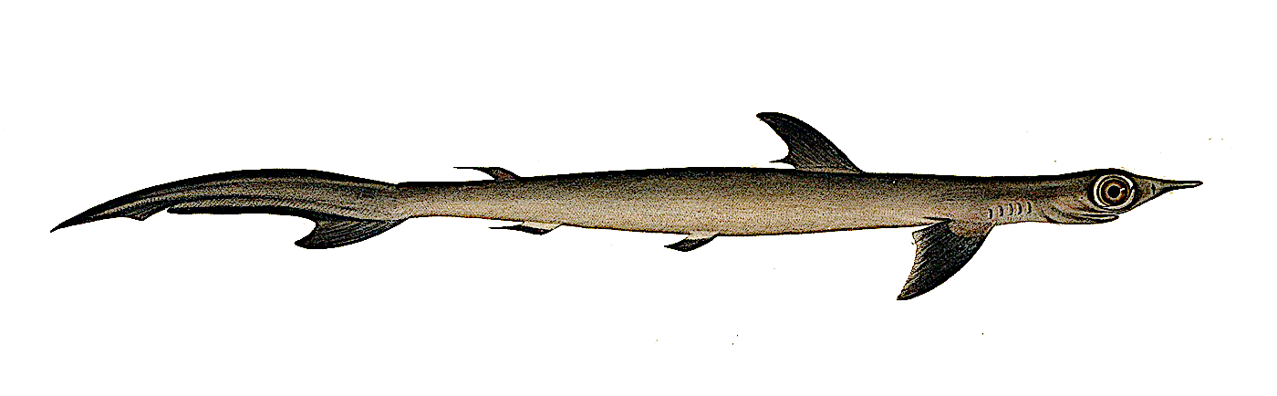 Sliteye Shark  Loxodon macrorhinus