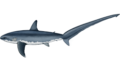 Common Thresher shark  Alopias vulpinus