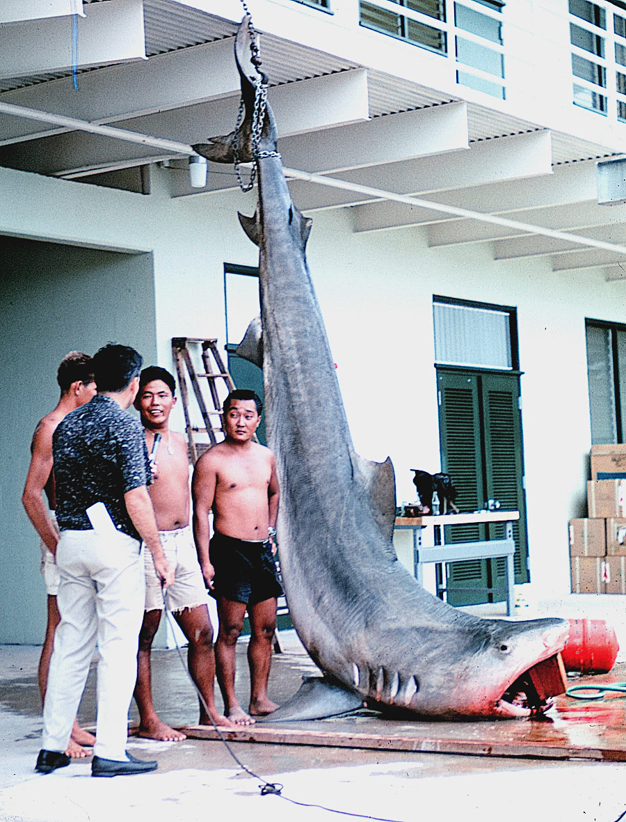 Tiger shark, Hawaii 1966