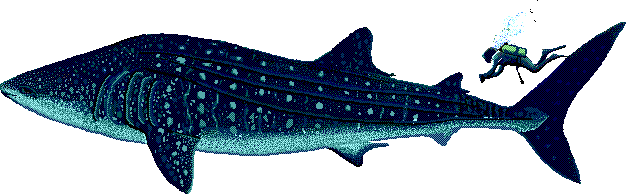 Whale shark  Rhincodon typus