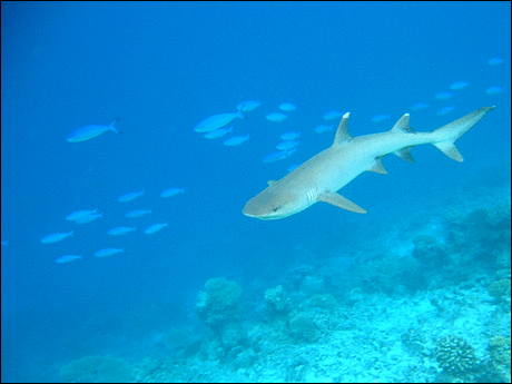 Whitetip-reef-shark