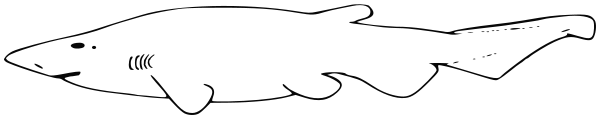 Onefin catshark