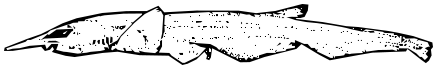 Onefin catshark  Pentanchus profundicolus