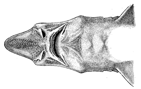 Onefin catshark mouth from below