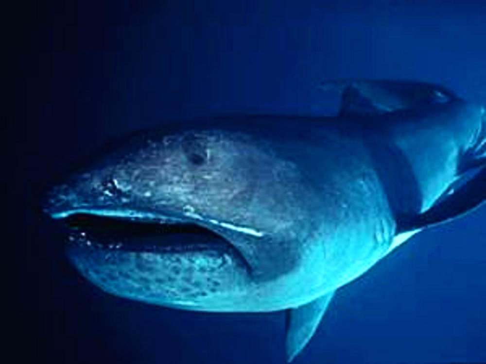 megamouth shark NOAA