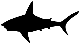 shark silhouette 6