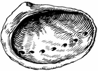 shell_and_shellfish/