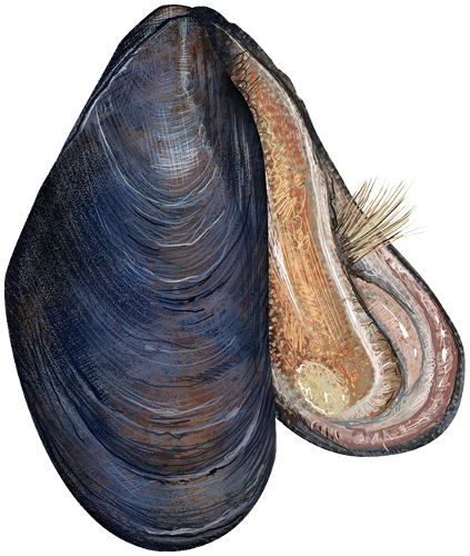 Blue mussel  Mytilus edulis